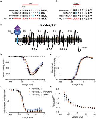 Conserved but not critical: Trafficking and function of NaV1.7 are independent of highly conserved polybasic motifs